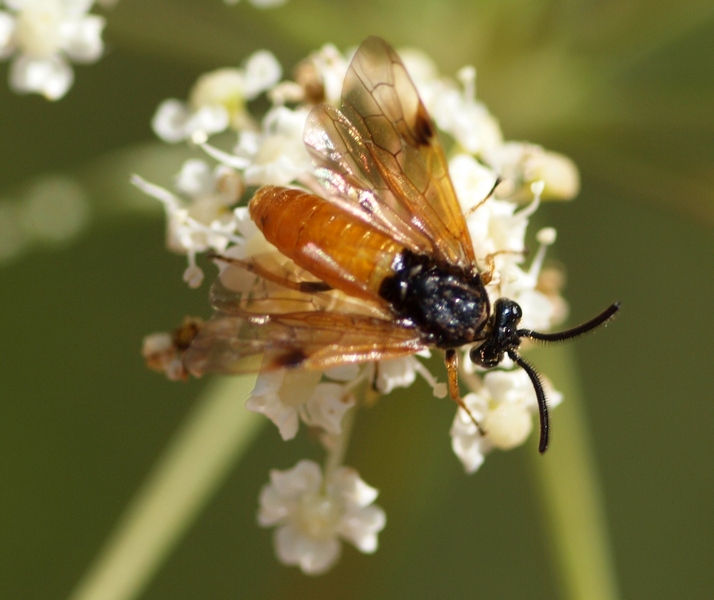 Hymenoptera Argidae